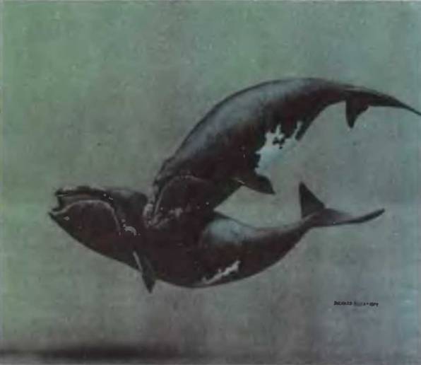 Знание-сила, 1999 № 07-08 - pic_5.jpg