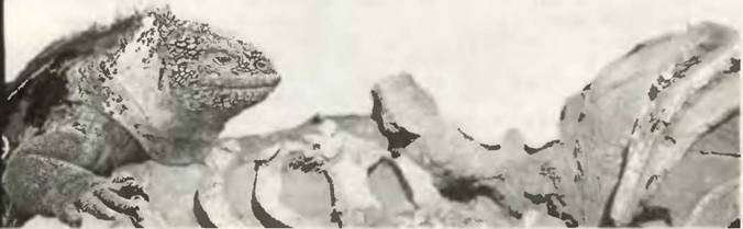 Знание-сила, 2001 №03 - pic_30.jpg