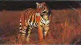 Знание-сила, 2001 №04 - pic_2.jpg