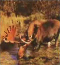 Знание-сила, 2001 №04 - pic_6.jpg