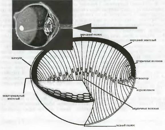 Знание-сила, 2001 №05 (887) - pic_9.jpg