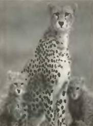 Знание – сила, 2001 №8 (890) - pic_81.jpg