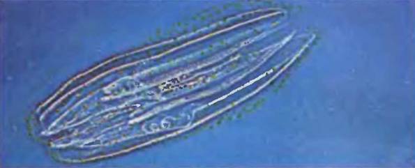 Знание-сила, 2002 №05 (899) - pic_11.jpg