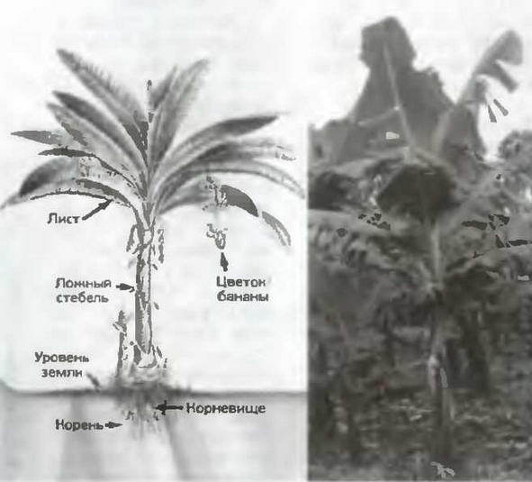 Знание-сила, 2003 №11 (917) - img_48.jpg
