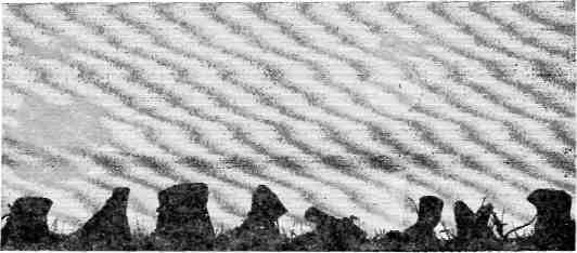 Золотинки - img_18.jpeg