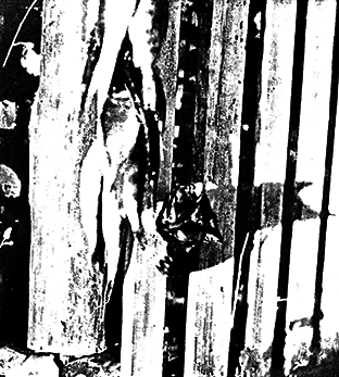 Коты и кошки - i_002.png