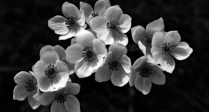 Целительные силы Алтая - i_004.png