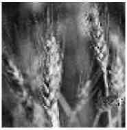 Язык символов - i_013.jpg