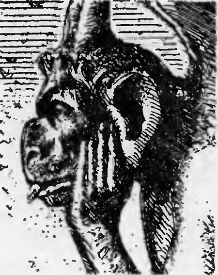 Собор Паризької Богоматері - Sobor_Paryzkoi_Bohomateri_3951.jpg