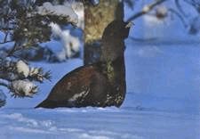 Ох, охота! - i_013.jpg