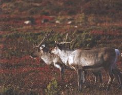 Ох, охота! - i_027.jpg