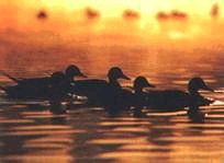 Ох, охота! - i_051.jpg