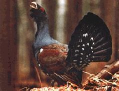 Ох, охота! - i_074.jpg