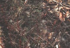 Ох, охота! - i_112.jpg