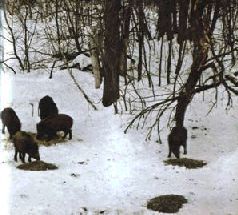 Ох, охота! - i_124.jpg