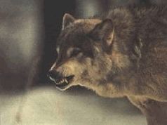 Ох, охота! - i_138.jpg