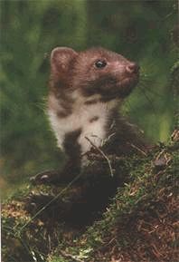 Ох, охота! - i_144.jpg