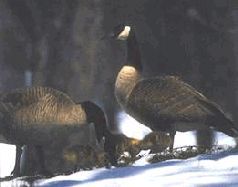 Ох, охота! - i_155.jpg