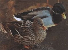 Ох, охота! - i_156.jpg