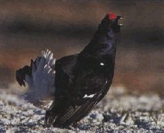 Ох, охота! - i_163.jpg