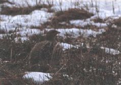 Ох, охота! - i_165.jpg