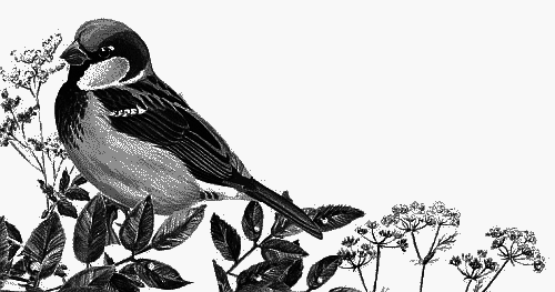 Воробьишко. Рассказы с вопросами и ответами для почемучек - _008.png