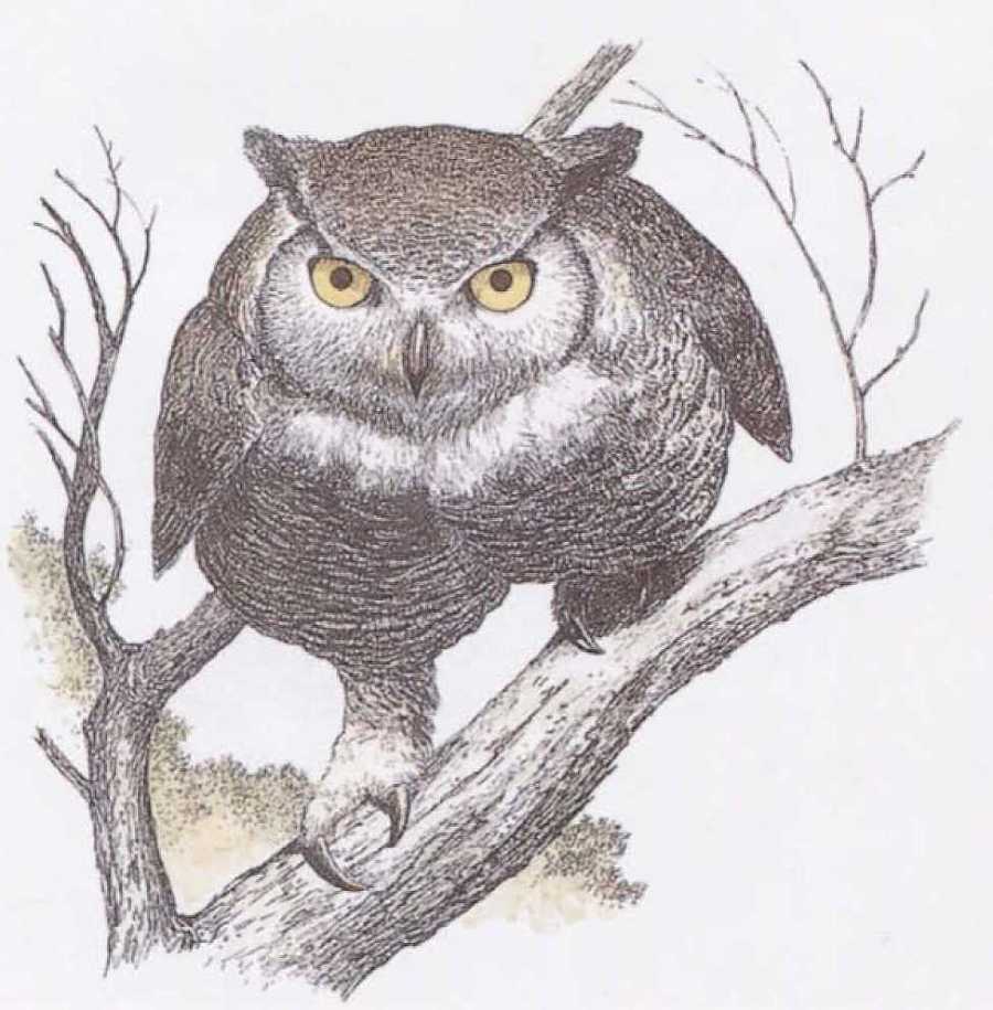 Крылатые кошки - i_015.jpg