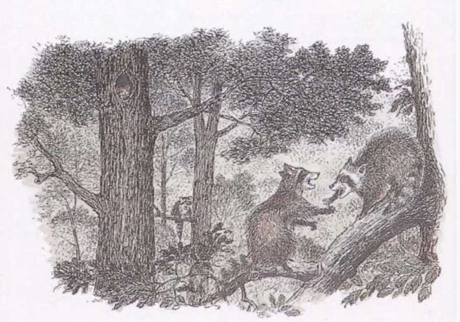 Крылатые кошки - i_018.jpg