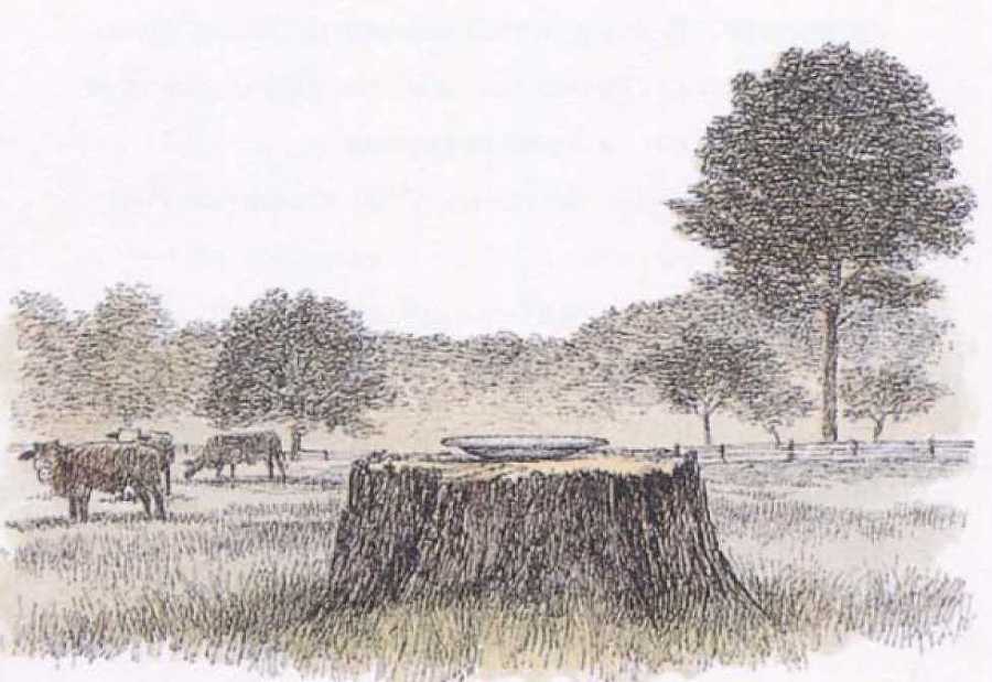 Крылатые кошки - i_021.jpg