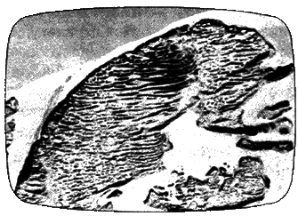 В мире животных 2 - i_027.png