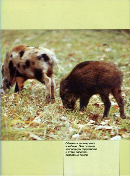 В мире животных 2 - i_032.jpg