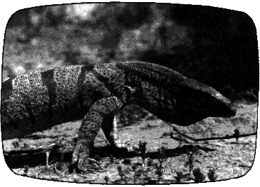 В мире животных 3 - i_007.png