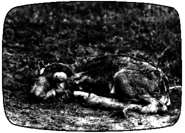 В мире животных 3 - i_016.png