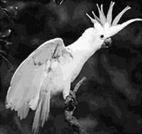 Малый желтохохлый какаду - i_001.jpg