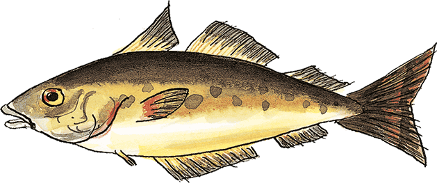 Свинья для пиратов - i_007.png