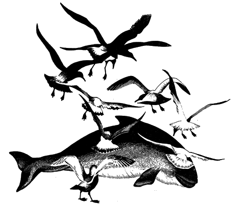 Всемирный следопыт, 1928 № 07 - i_031.png