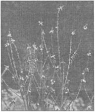 Знаки карпатської магії - _112.jpg