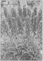 Знаки карпатської магії - _114.jpg