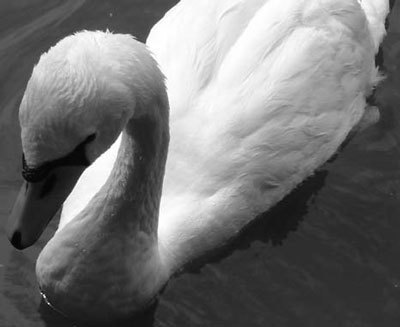 Photoshop CS4 - _338.jpg