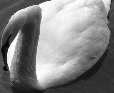 Photoshop CS4 - _342.jpg