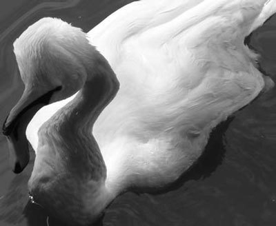 Photoshop CS4 - _344.jpg