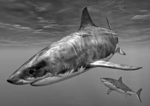 Photoshop CS4 - _193.jpg