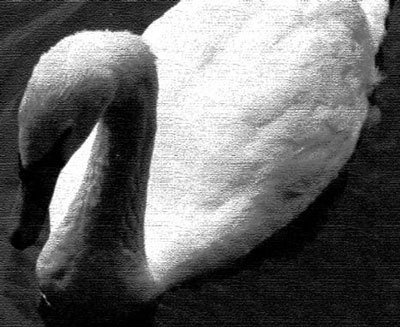 Photoshop CS4 - _368.jpg