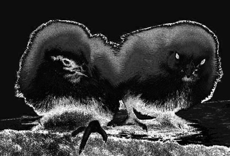 Photoshop CS4 - _49.jpg