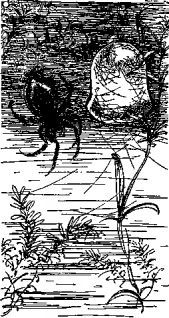 Мясной рулет. ВСТРЕЧИ С ЖИВОТНЫМИ - pic_6.jpg