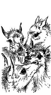 Мясной рулет. ВСТРЕЧИ С ЖИВОТНЫМИ - pic_7.jpg