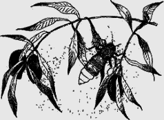 Ослокрады (с иллюстрациями) - i_007.png