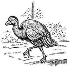 Поймайте мне колобуса (с иллюстрациями) - pic11.jpg