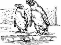 Поймайте мне колобуса (с иллюстрациями) - pic12.jpg