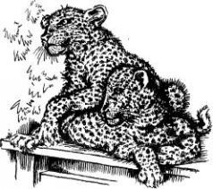 Поймайте мне колобуса (с иллюстрациями) - pic14.jpg